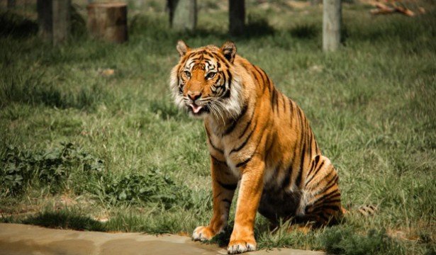 Can Tourism Help Protect Threatened Species