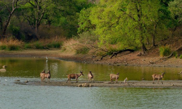 Ethical Wildlife Encounters for Travelers: 10 Rules That Protect Animals