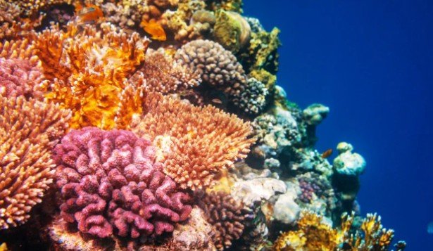 How Sunscreen Ingredients May Affect Marine Life