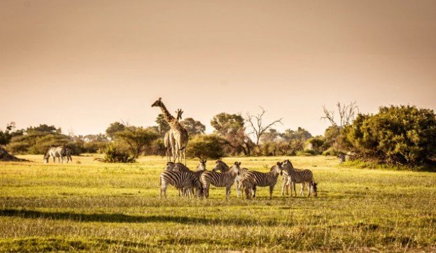 How Tourism Affects Endangered Wildlife