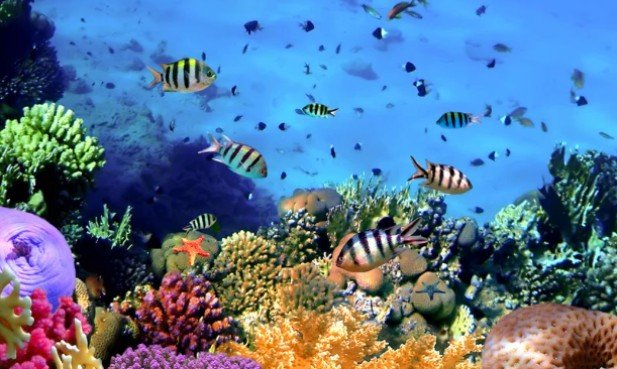 Reef Safe Sunscreen and Marine Conservation: What You Need to Know