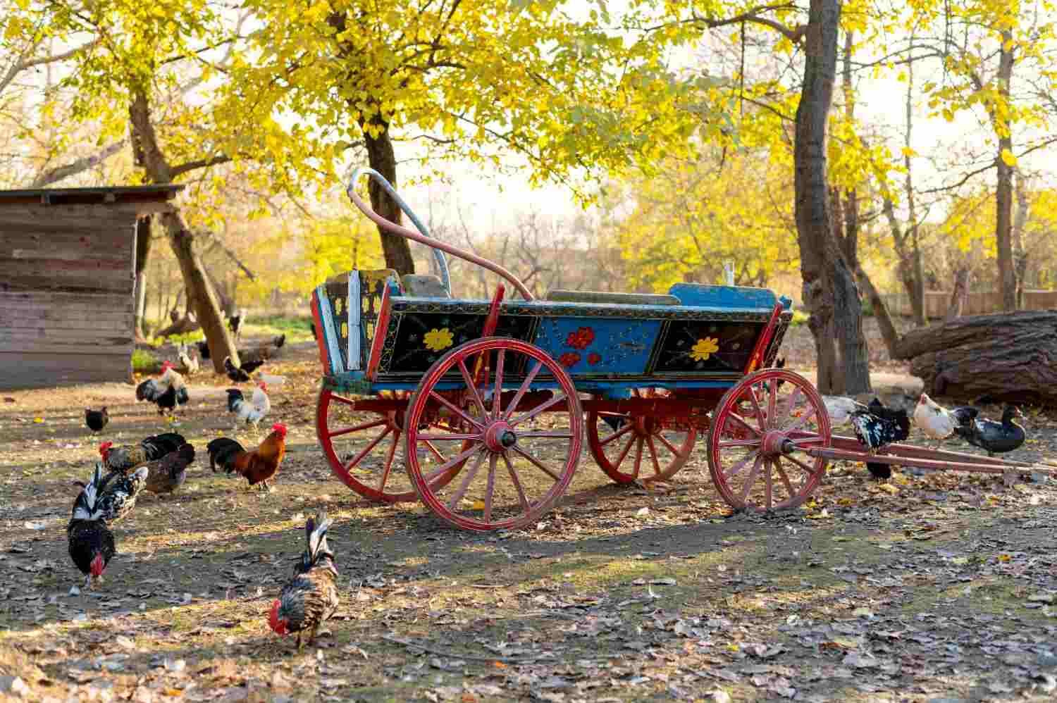 What Is the Ordnung in Amish Communities?